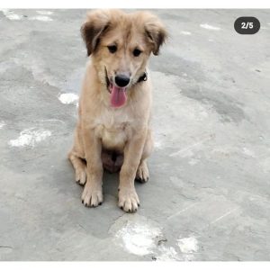 Cooper Golden Retriever Dog for Adoption Front