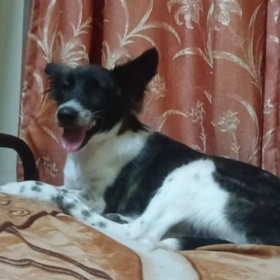 Dharma Indie Dog for Adoption