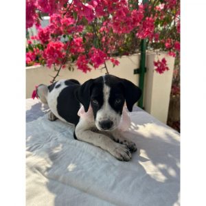 Jaadu 1.5 Month Old Indie Puppy for Adoption