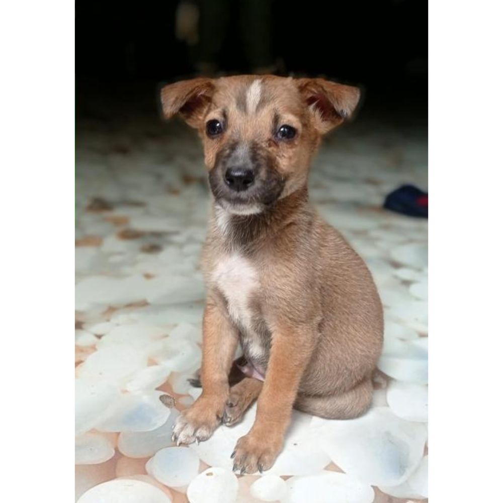 Jaadu 1.5 Month Old Indie Puppy for Adoption in Delhi - Adopt Dog