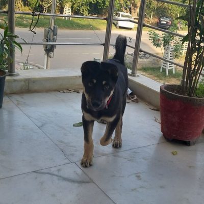 Jacky Indie Dog for Adoption Running