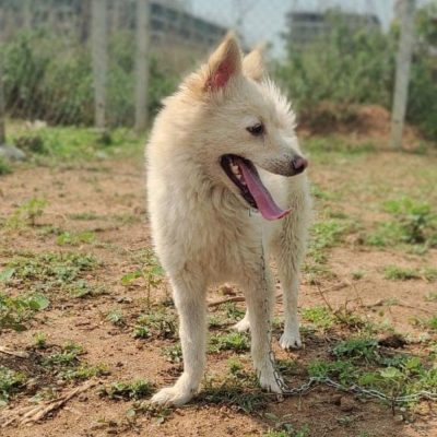 Julie Pomeranian Dog for Adoption Back