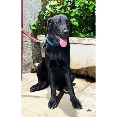 Max 9 Month Old Labrador Dog for Adoption in Mumbai Front