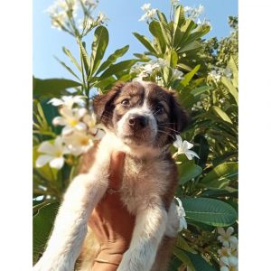Momu Indie Puppy for Adoption