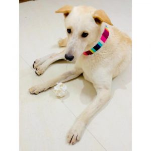 Oscar Indie Dog for Adoption in Hyderabad