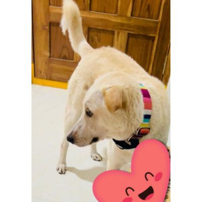 Oscar Indie Dog for Adoption in Hyderabad Side