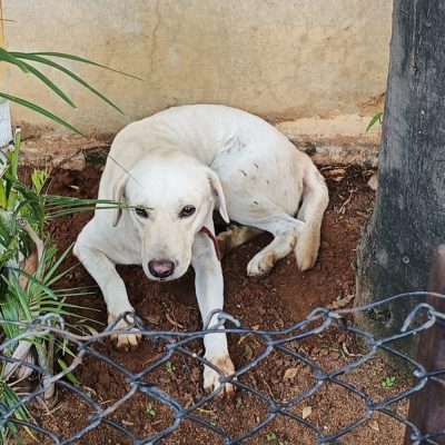 Raja Dog for Adoption
