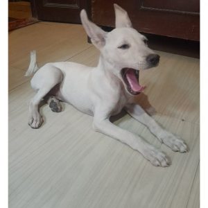 Rio Indie Dog for Adoption