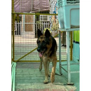 Robin German Shepherd Dog for Adoption
