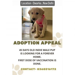 Robin Indie Puppy for Adoption