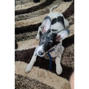 Sheero Indie Dog for Adoption