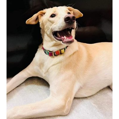 Simbha Dog for Adoption