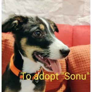 Sonu Indie Dog for Adoption