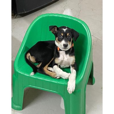 Tara Indie Dog for Adoption Front