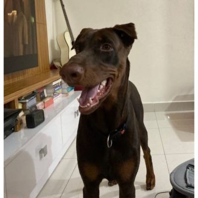 Theo Doberman Dog for Adoption