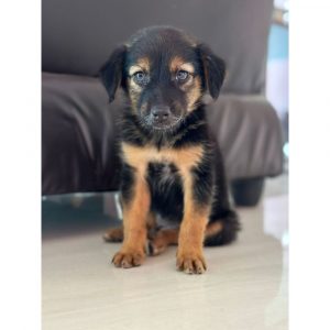 Tippu Puppy for Adoption