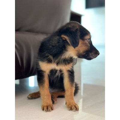 Tippu Puppy for Adoption Back
