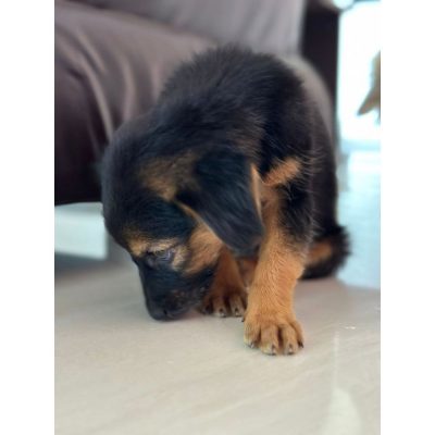 Tippu Puppy for Adoption Side