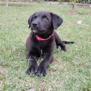 Tricksy Indie Dog for Adoption