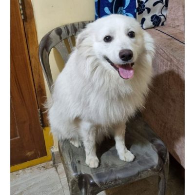 Tuffy Pomeranian Dog for Adoption in Hyderabad