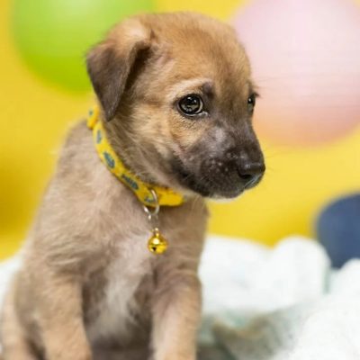 William Indie Puppy for Adoption Front