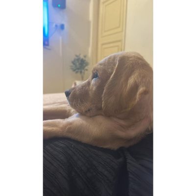 Zen 4 Months Old Golden Retriever Dog