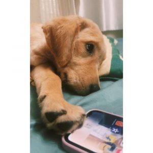 Zen 4 Months Old Golden Retriever Dog for Adoption