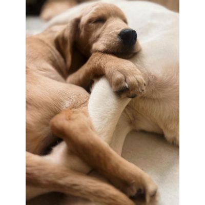 Zen 4 Months Old Golden Retriever Dog for Adoption Front