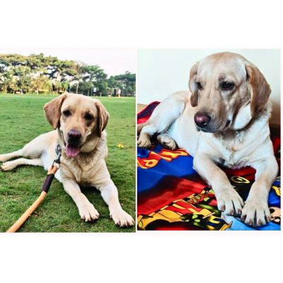 Zoey Labrador Dog for Adoption