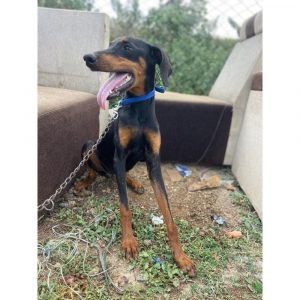 Bhageera Doberman Dog for Adoption
