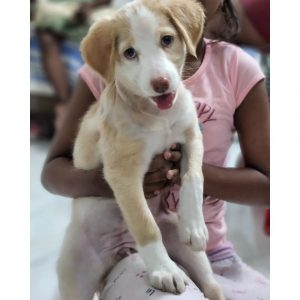 Chiku Indie Dog for Adoption