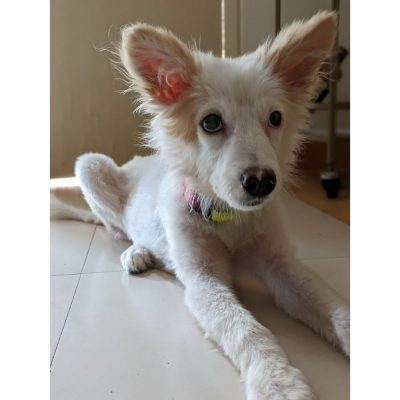 Cloud Indie Dog for Adoption in Delhi