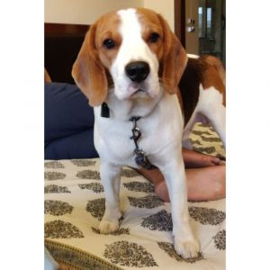 Cookie Beagle Dog for Adoption