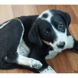 Daisy Indie Dog for Adoption in Faridabad