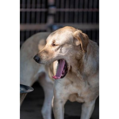 Hero Labrador Dog for Adoption