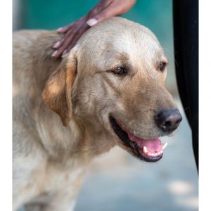 Hero Labrador Dog for Adoption Front