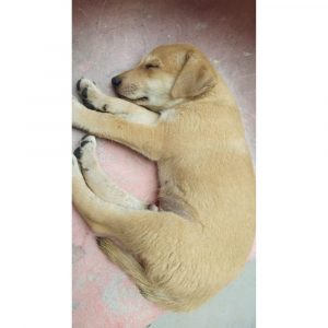 Jaadu Puppy for Adoption