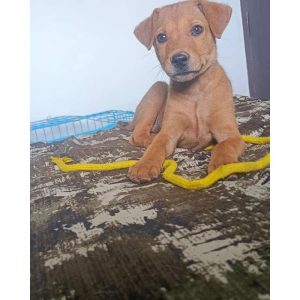 Johny Indie Puppy for Adoption in Bangalore