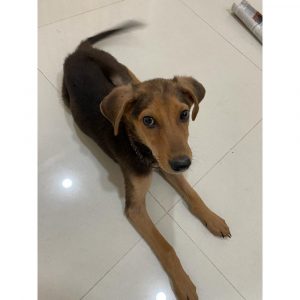 Lily Indie Dog for Adoption in Gurgaon