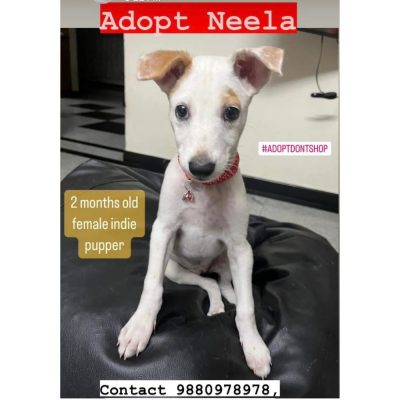 Neela Indie Dog for Adoption
