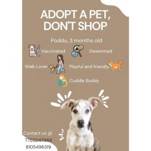 Poddu Indie Dog for Adoption