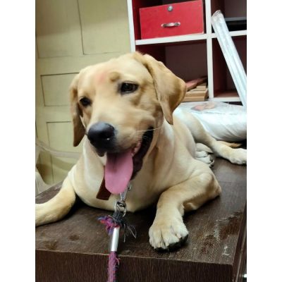 Raja Labrador Dog for Adoption