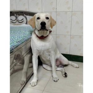 Rio Labrador Dog for Adoption in Mumbai