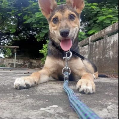 Roxy Dog for Adoption