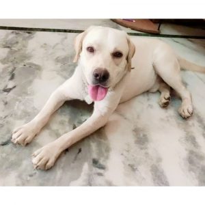 Rudra Dog for Adoption in Mumbai