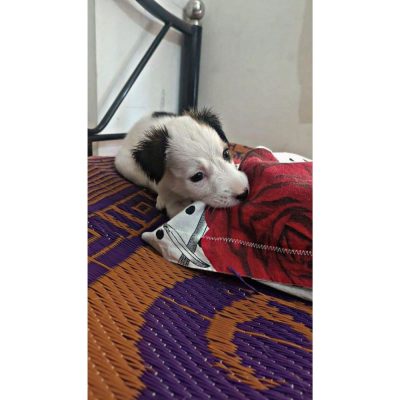 Snowy Indie Puppy for Adoption