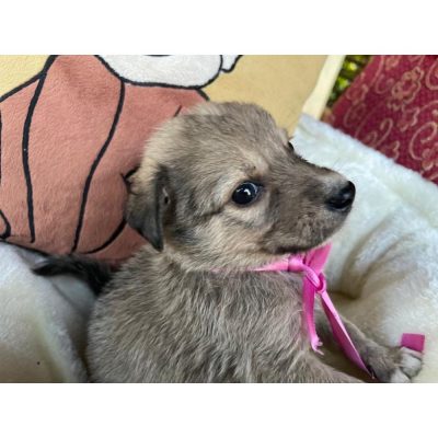 Tynimo Puppy for Adoption
