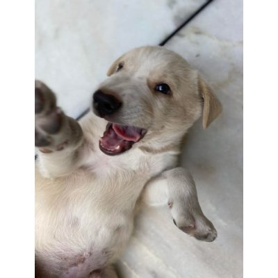 Zorro Indie Dog for Adoption