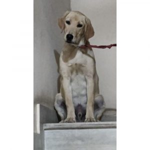 Badal Labrador Dog for Adoption in Hyderabad
