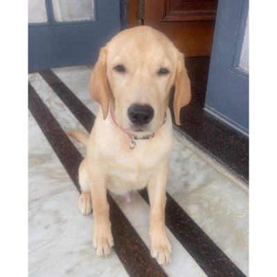 Beauty Labrador Dog for Adoption